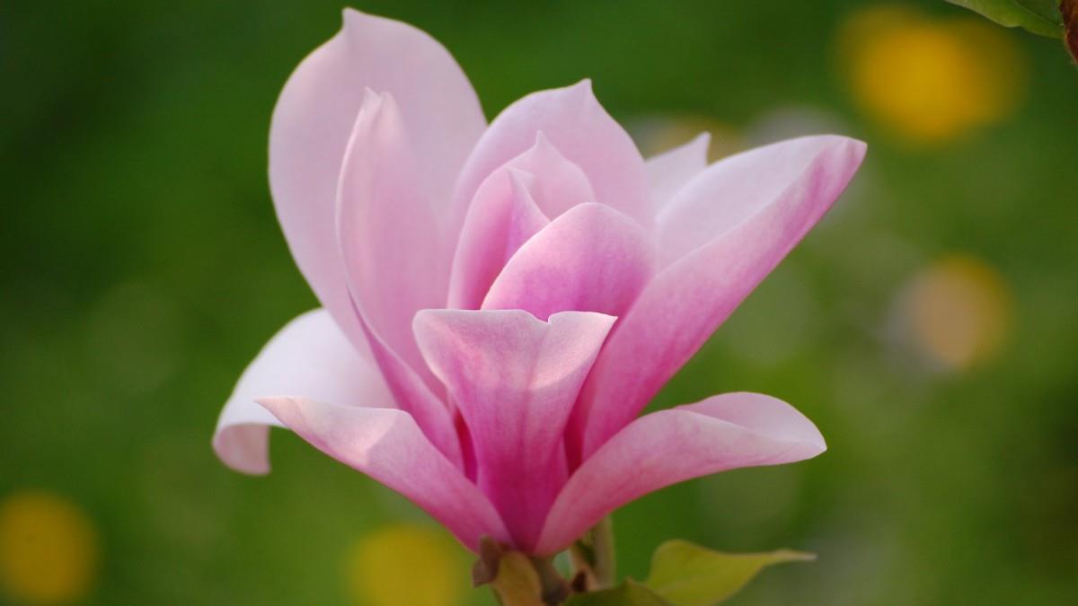 典雅好看的玉兰花图片