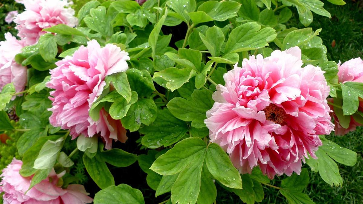 高贵牡丹花图片