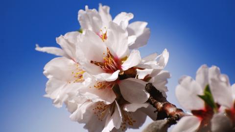 清新苹果花朵图片