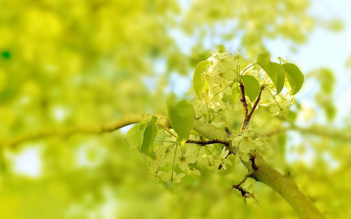 清新苹果花朵图片
