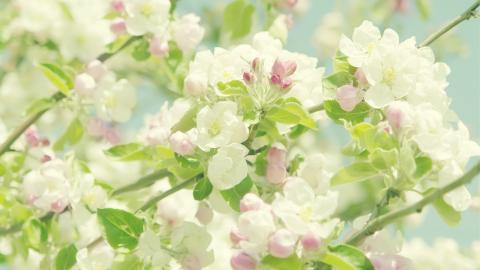 清新苹果花朵图片