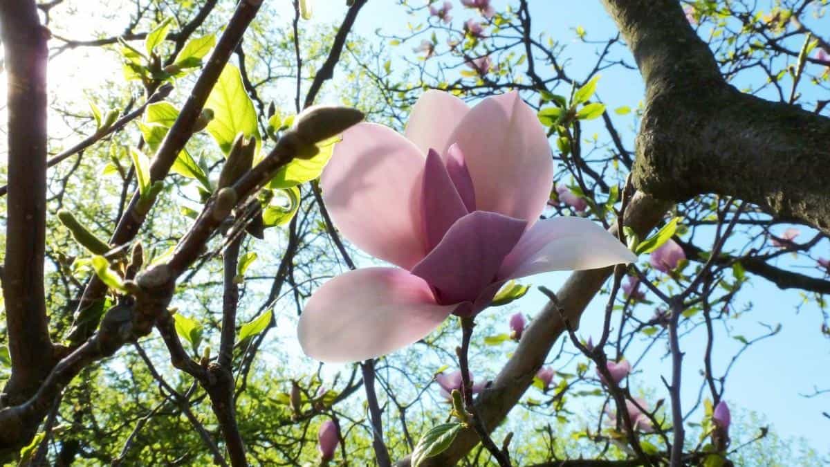 典雅好看的玉兰花图片