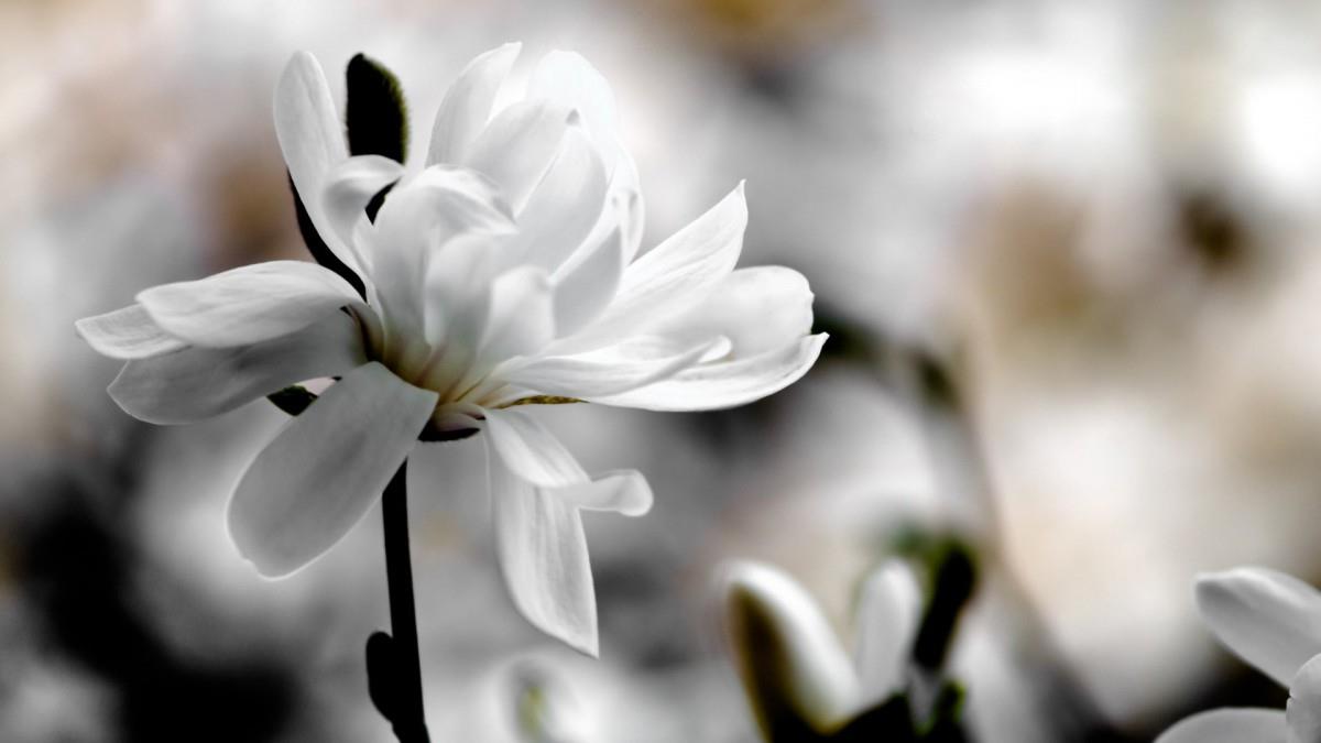 典雅好看的玉兰花图片