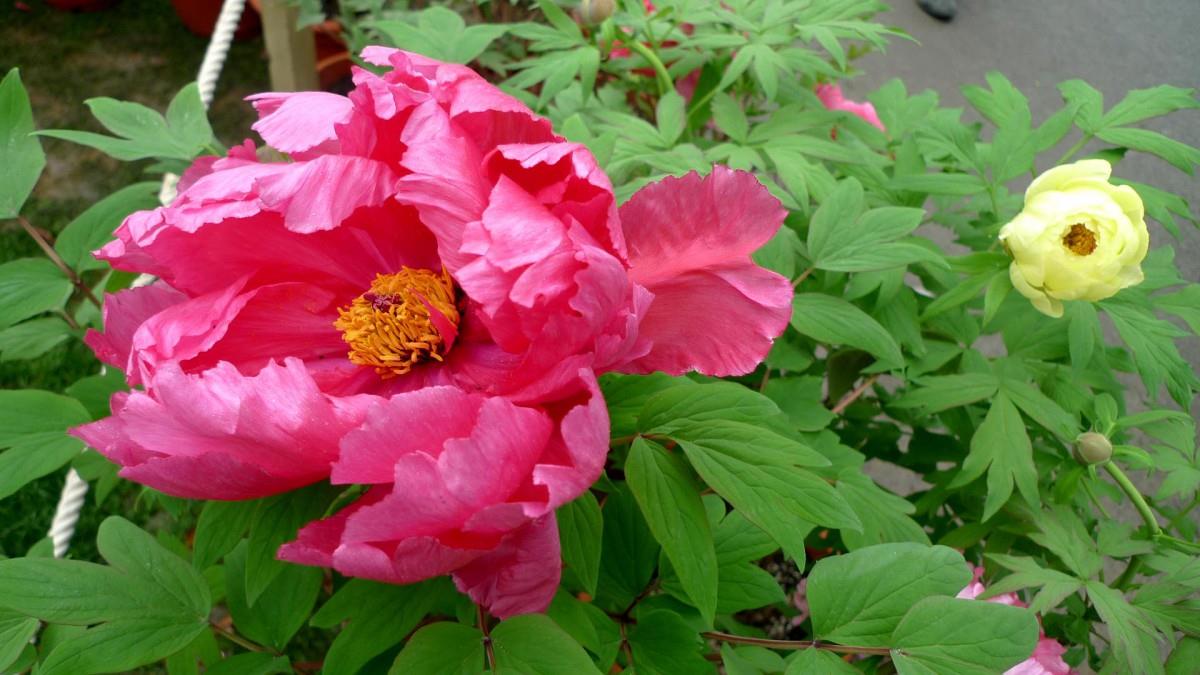 高贵牡丹花图片