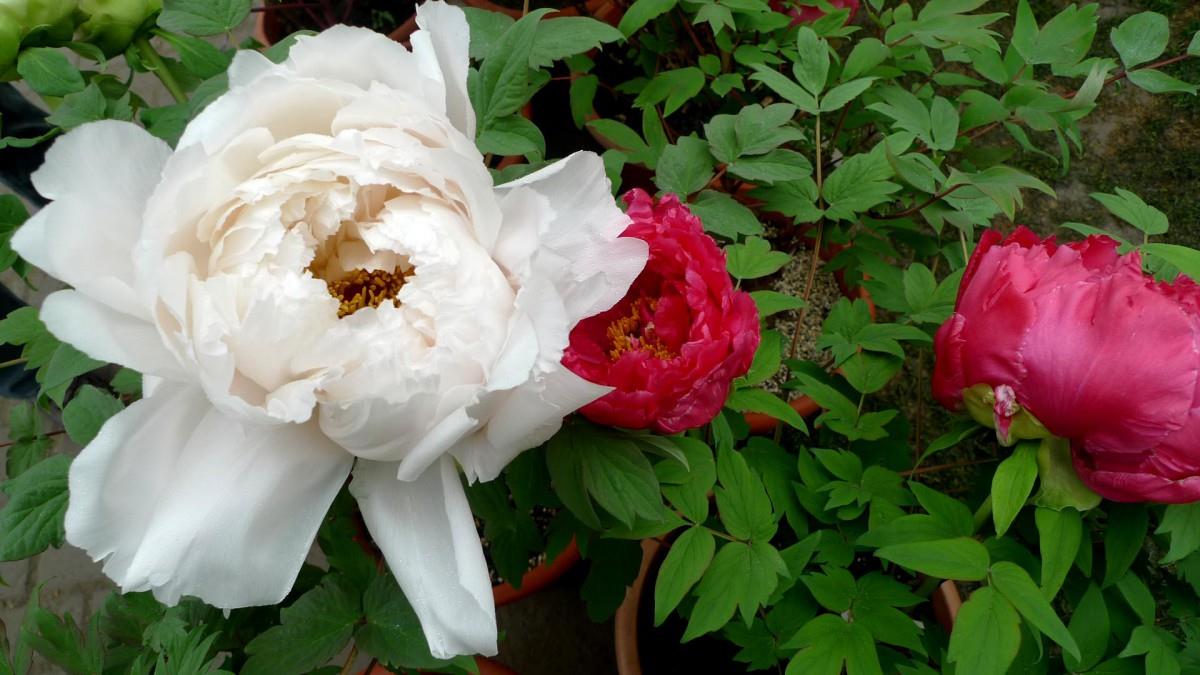 高贵牡丹花图片