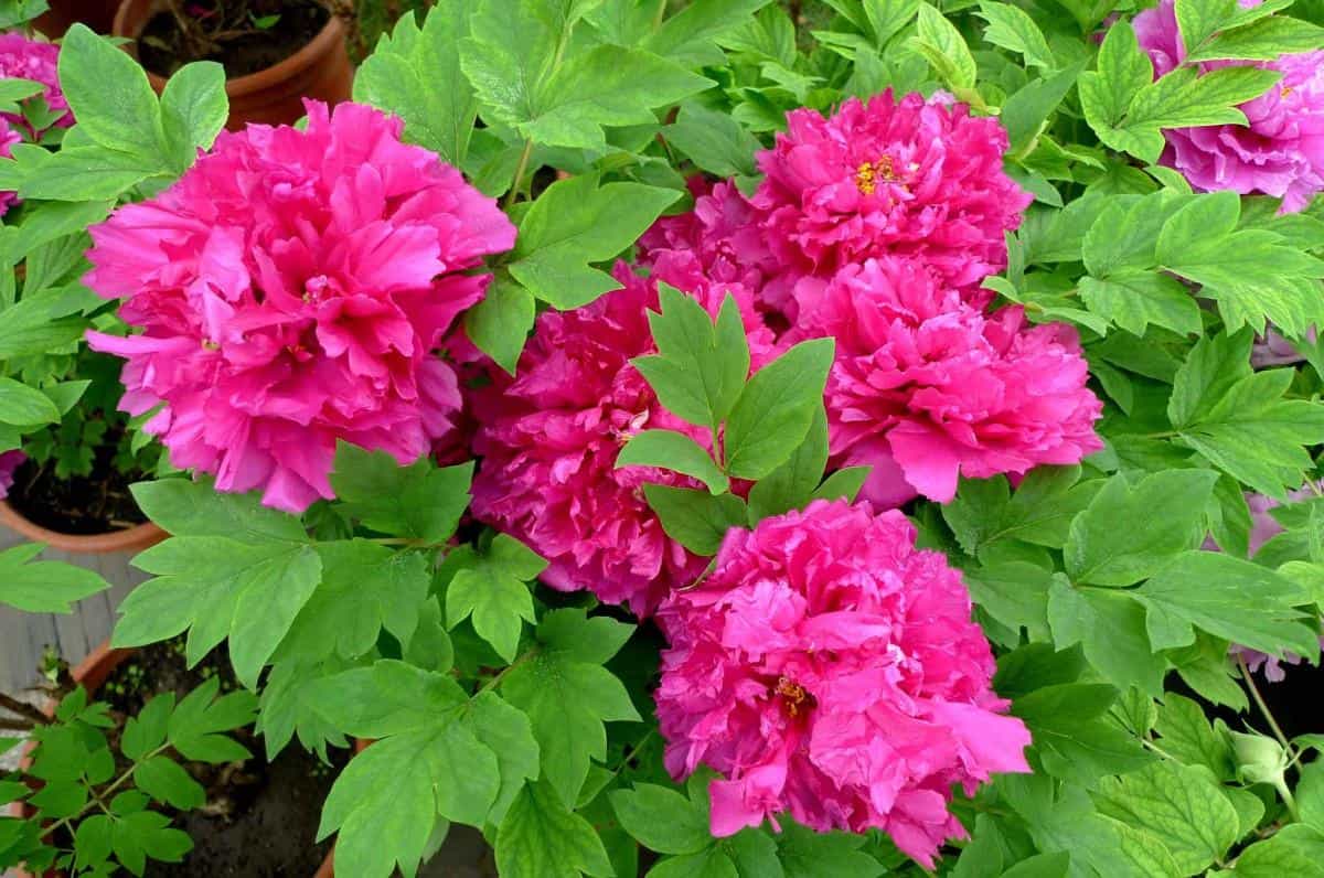 高贵牡丹花图片