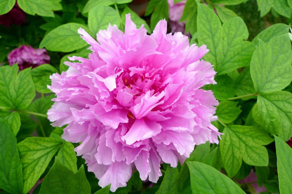 高贵牡丹花图片