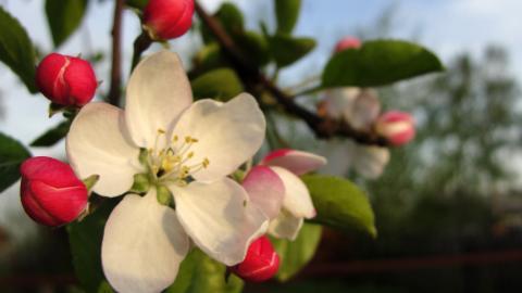 清新苹果花朵图片