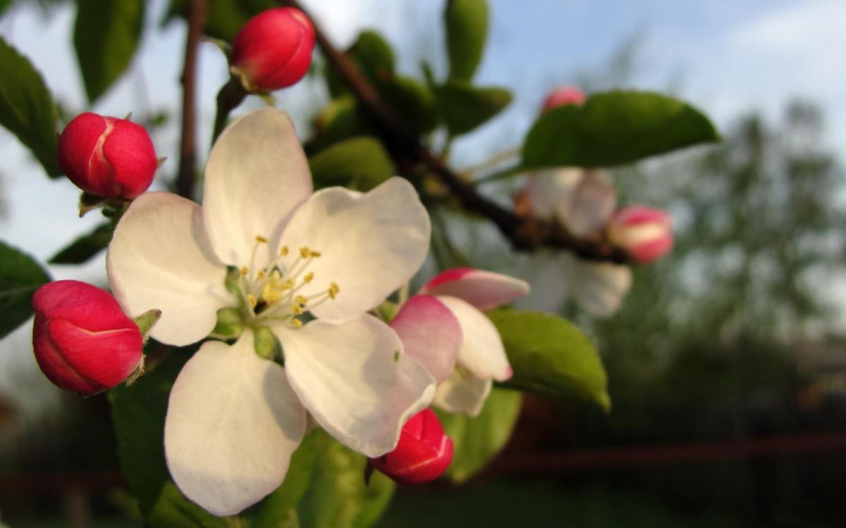 清新苹果花朵图片