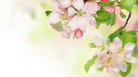 清新苹果花朵图片