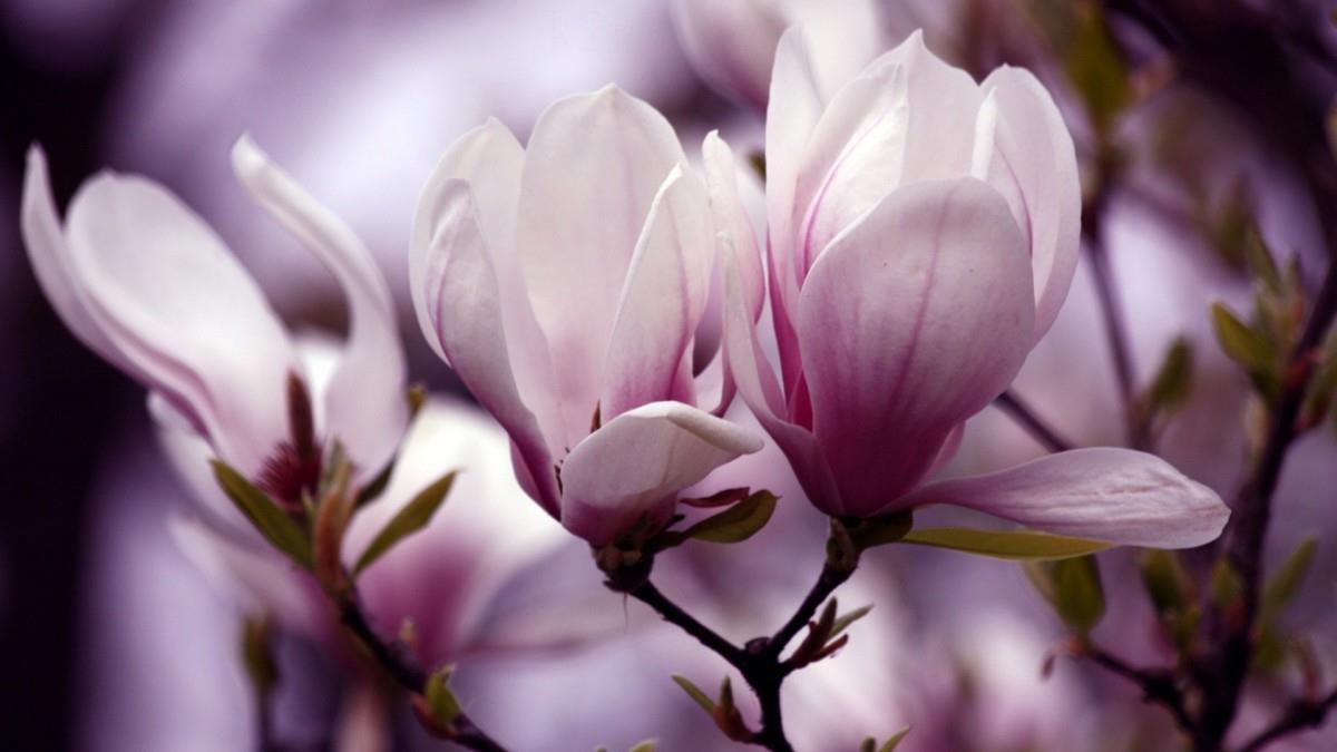 典雅好看的玉兰花图片