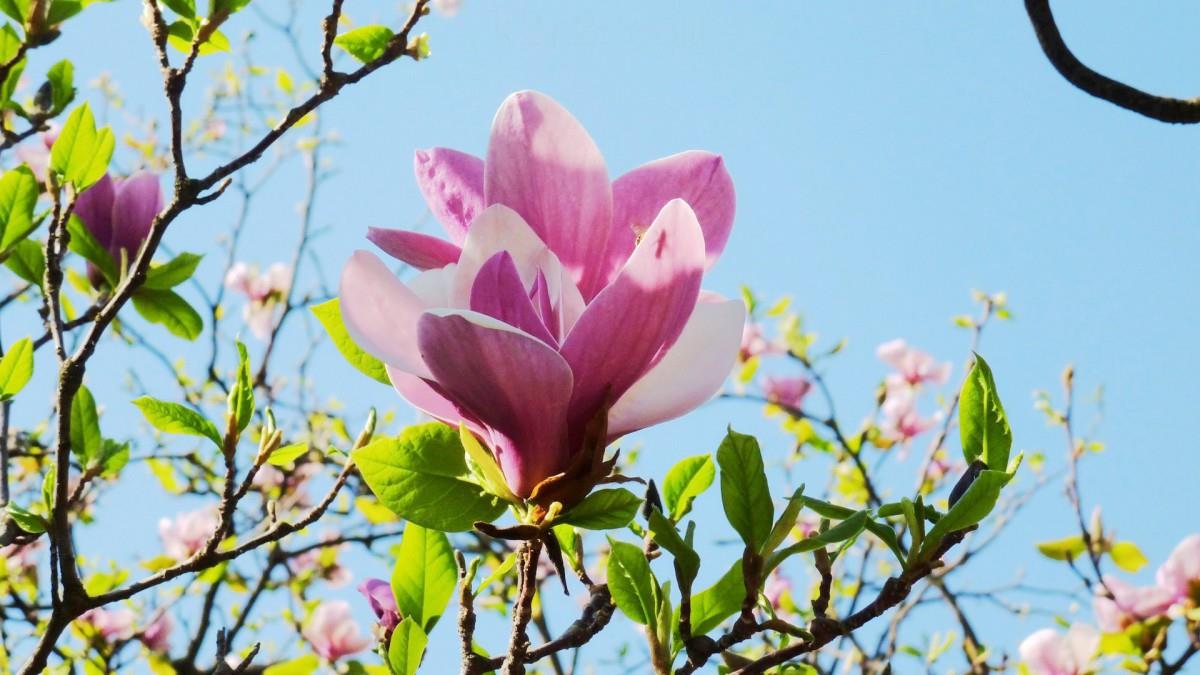 典雅好看的玉兰花图片