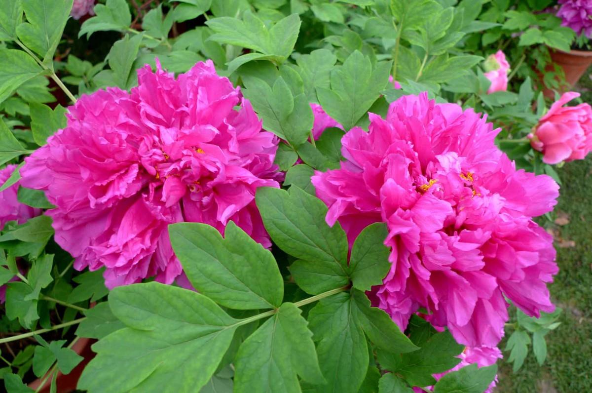 高贵牡丹花图片