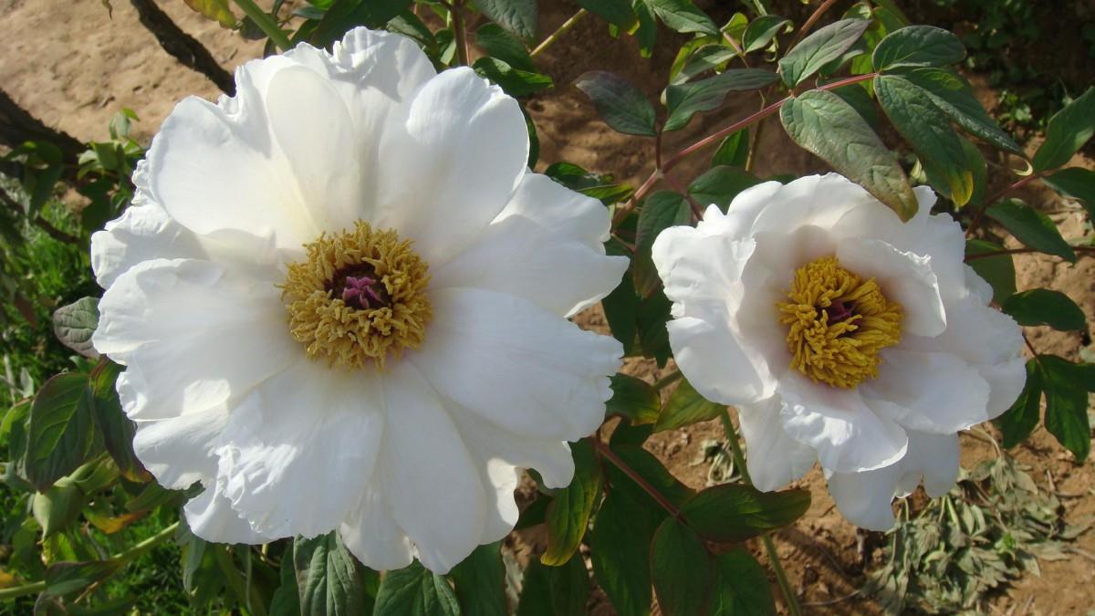 高贵牡丹花图片