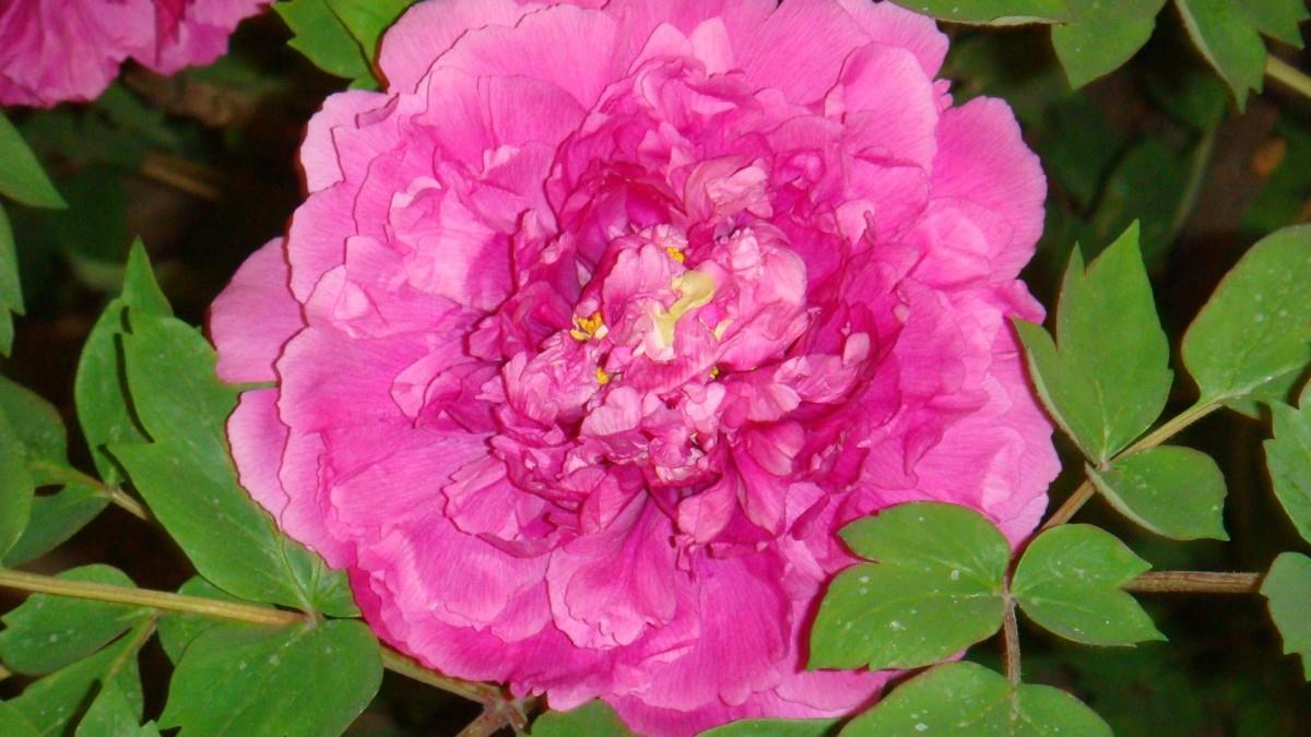 高贵牡丹花图片