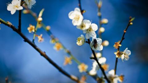 清新苹果花朵图片