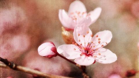 清新苹果花朵图片