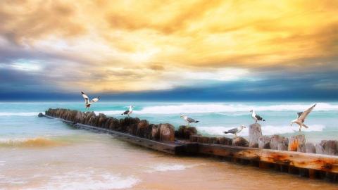 大海边自由翱翔的海鸥图片