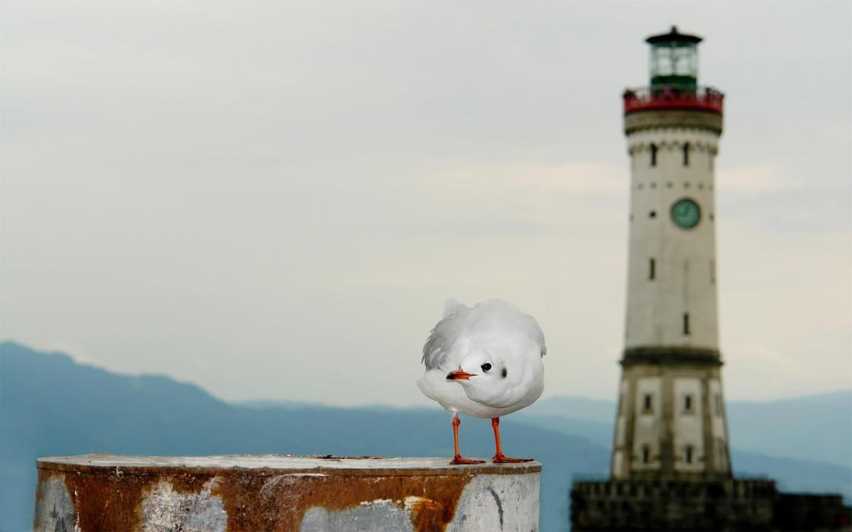 大海边自由翱翔的海鸥图片