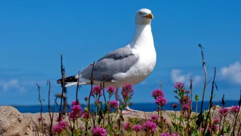 大海边自由翱翔的海鸥图片