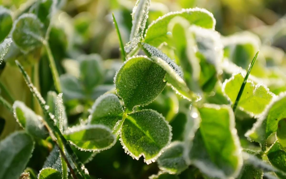 草本植物三叶草花卉图片