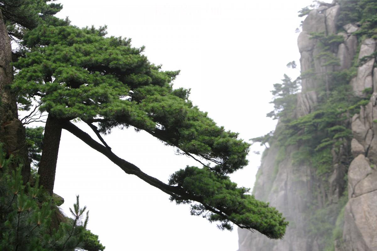 黄山国家地质公园风景图片