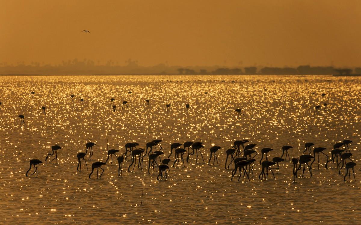 火烈鸟图片壁纸