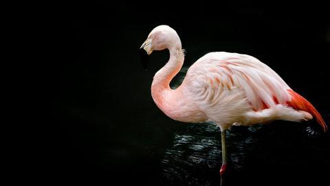 火烈鸟图片壁纸