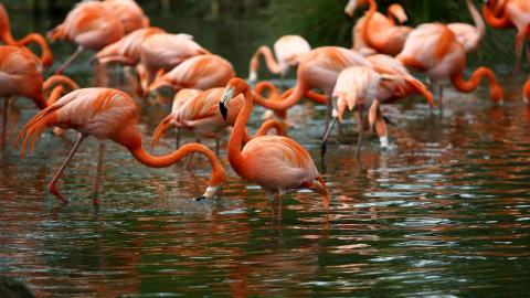 火烈鸟图片壁纸