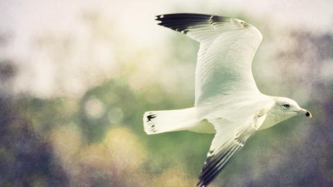 大海边自由翱翔的海鸥图片