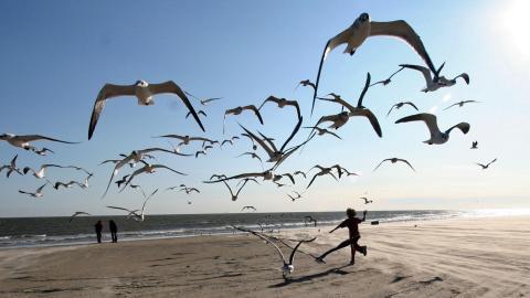 大海边自由翱翔的海鸥图片