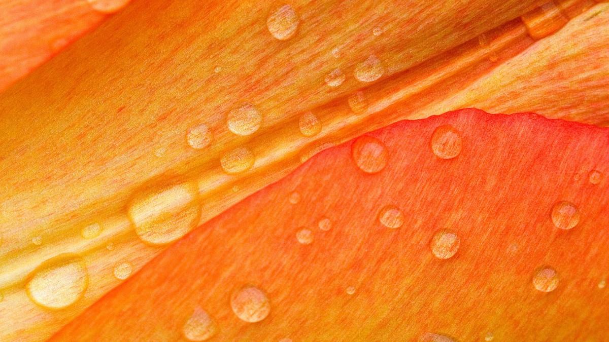 摄影下的微距花儿图片