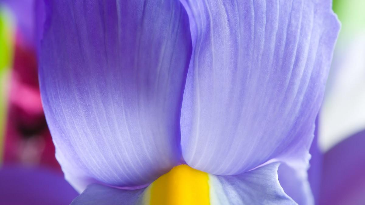 摄影下的微距花儿图片