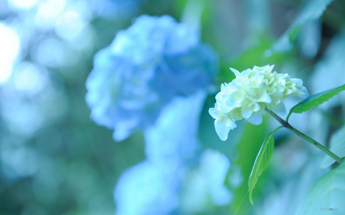 美丽清雅的绣球花图片