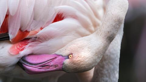 火烈鸟图片壁纸