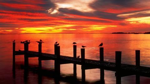 大海边自由翱翔的海鸥图片