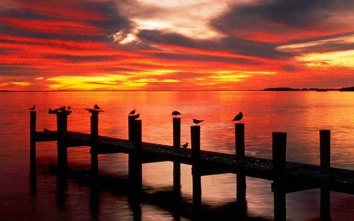 大海边自由翱翔的海鸥图片