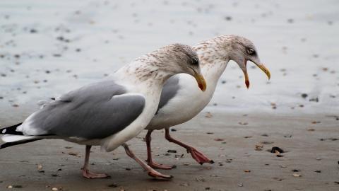 大海边自由翱翔的海鸥图片