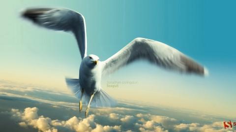 大海边自由翱翔的海鸥图片