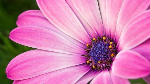 摄影下的微距花儿图片