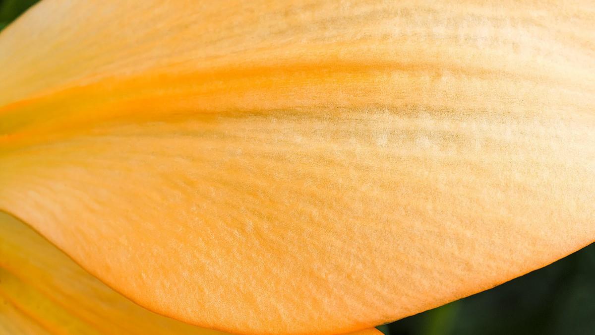 摄影下的微距花儿图片