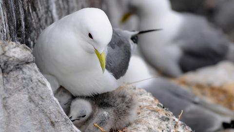 大海边自由翱翔的海鸥图片