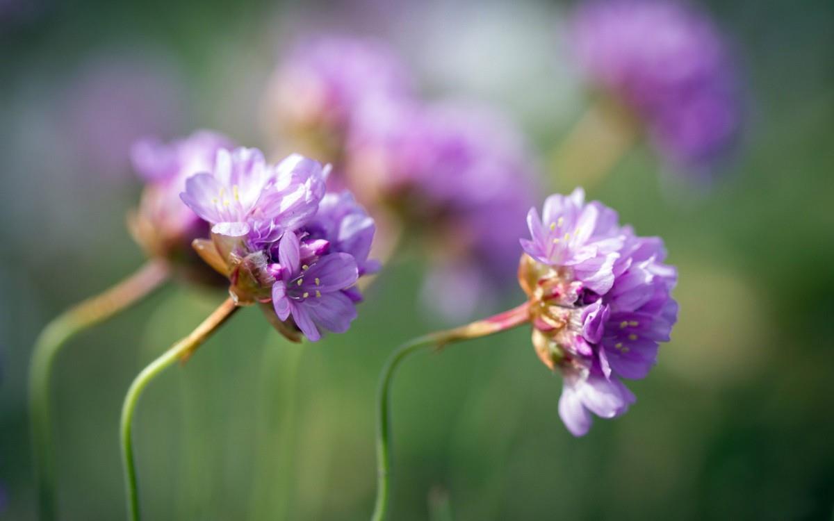 草本植物三叶草花卉图片
