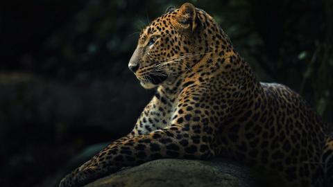 金钱豹图片壁纸