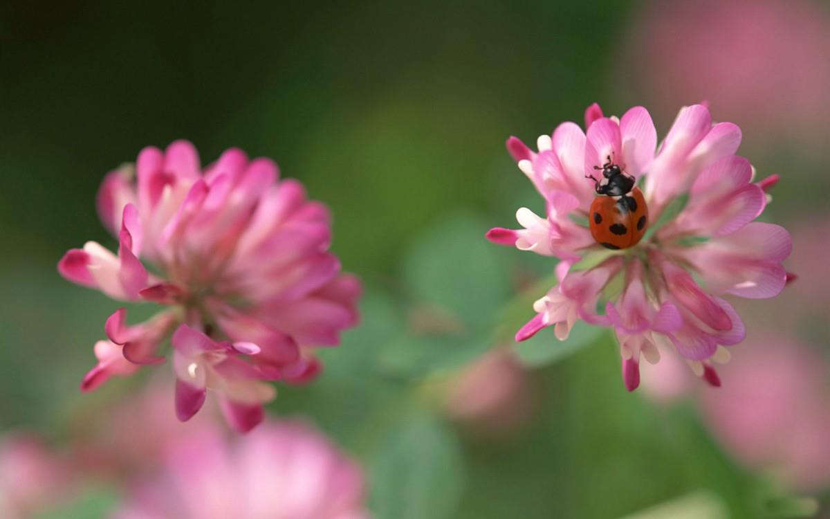 草本植物三叶草花卉图片