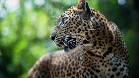 金钱豹图片壁纸