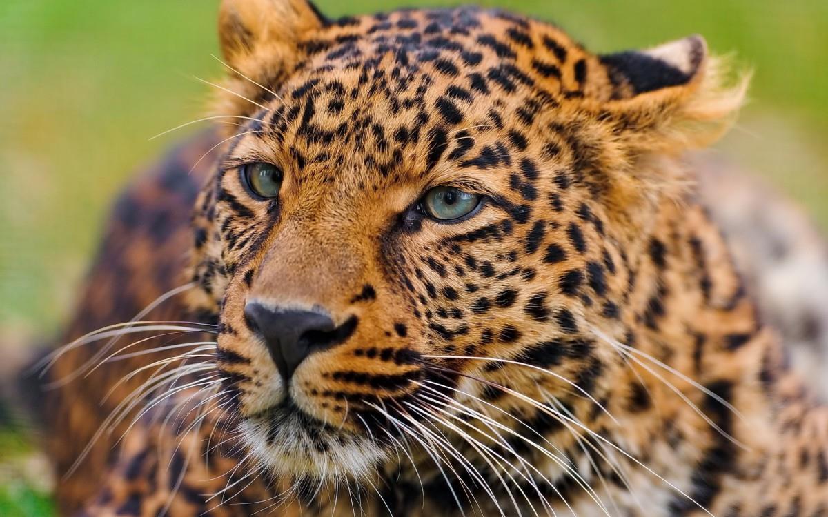 金钱豹图片壁纸