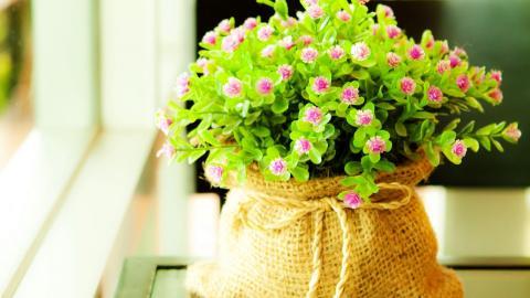 精致唯美的鲜花图片