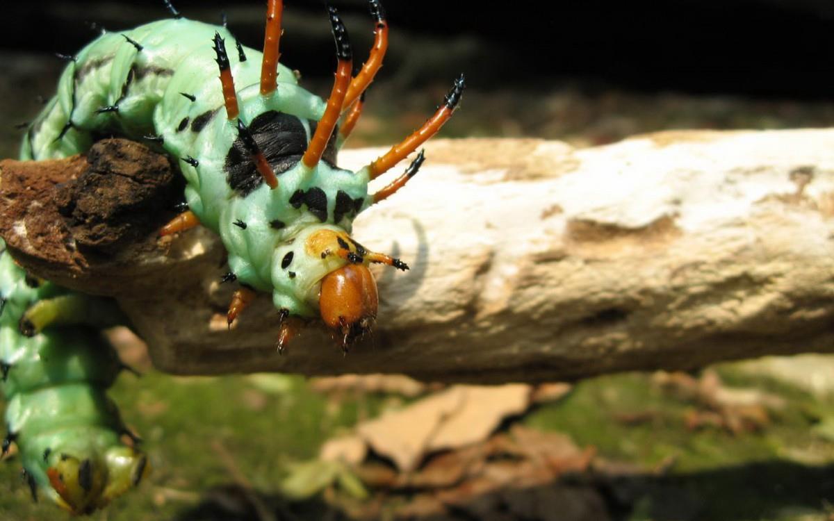 可爱的毛毛虫图片
