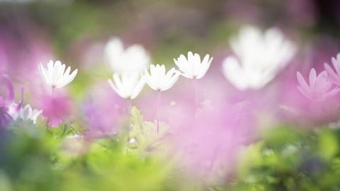精致唯美的鲜花图片